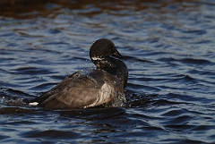 David Plant Photography - Wildlife Photography - Brent goose - E